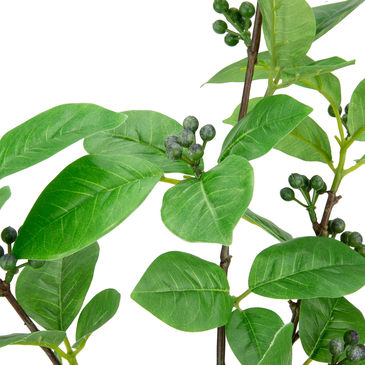 Clematis Leaf with Berries image 1