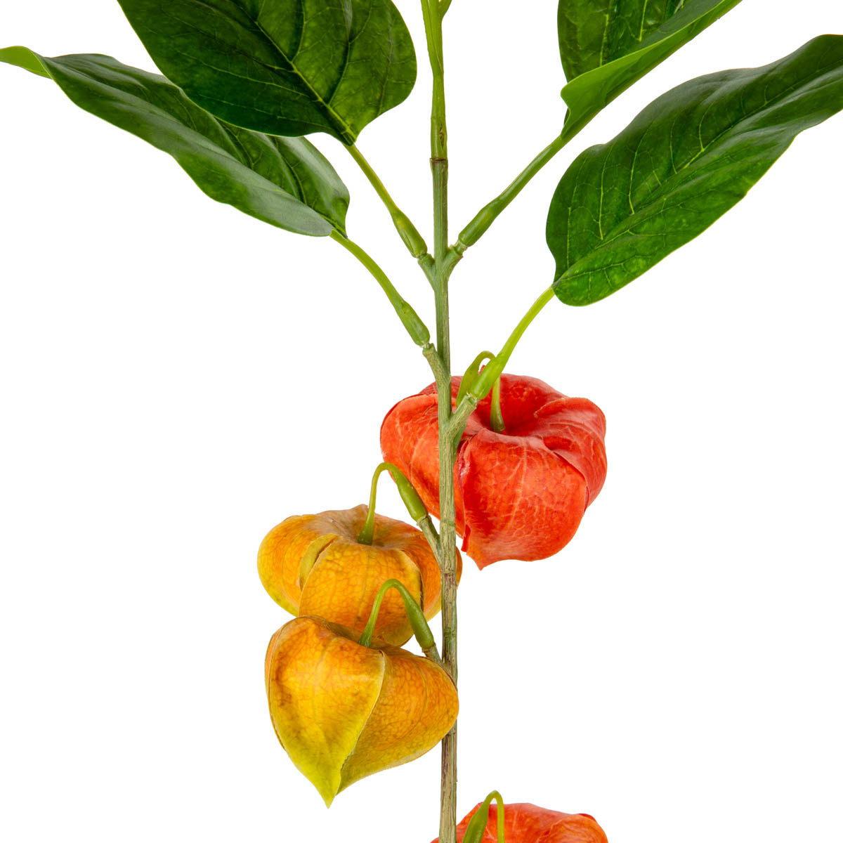 Chinese Lantern Stem Orange image 1