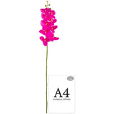 Phalaenopsis Orchid x 9 Fuchsia image 2