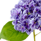 Small Head Hydrangea Lavender image 2