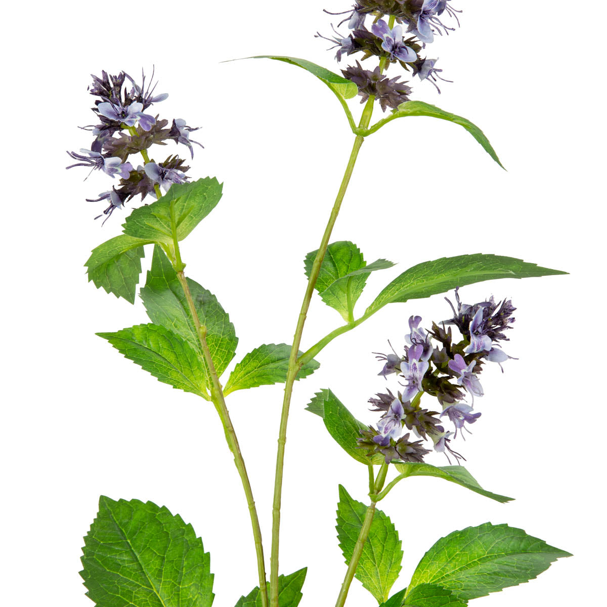 Pogostemon Spray x 3 Purple image 1