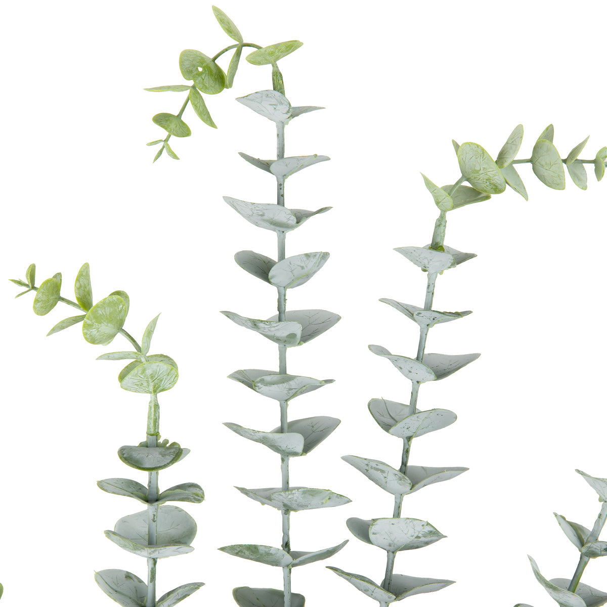 Eucalyptus Stem x 5 Dusted Green image 1