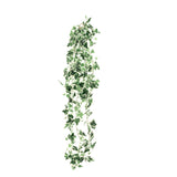 Hanging Ivy Bush Variegated image 0