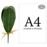 Orchid Leaf Bush image 3