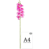 Phalaenopsis Orchid x 9 Hot Pink Freckle image 2