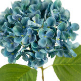 Small Head Hydrangea Blue Green image 2