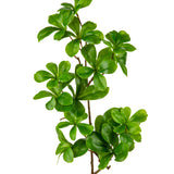 Almond Leaf Spray Green image 1
