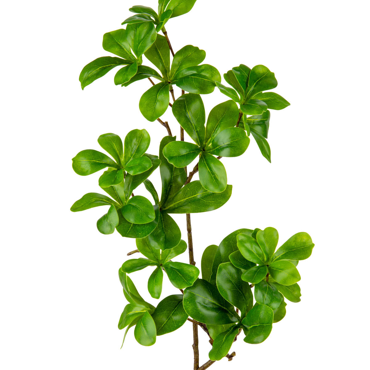 Almond Leaf Spray Green image 1