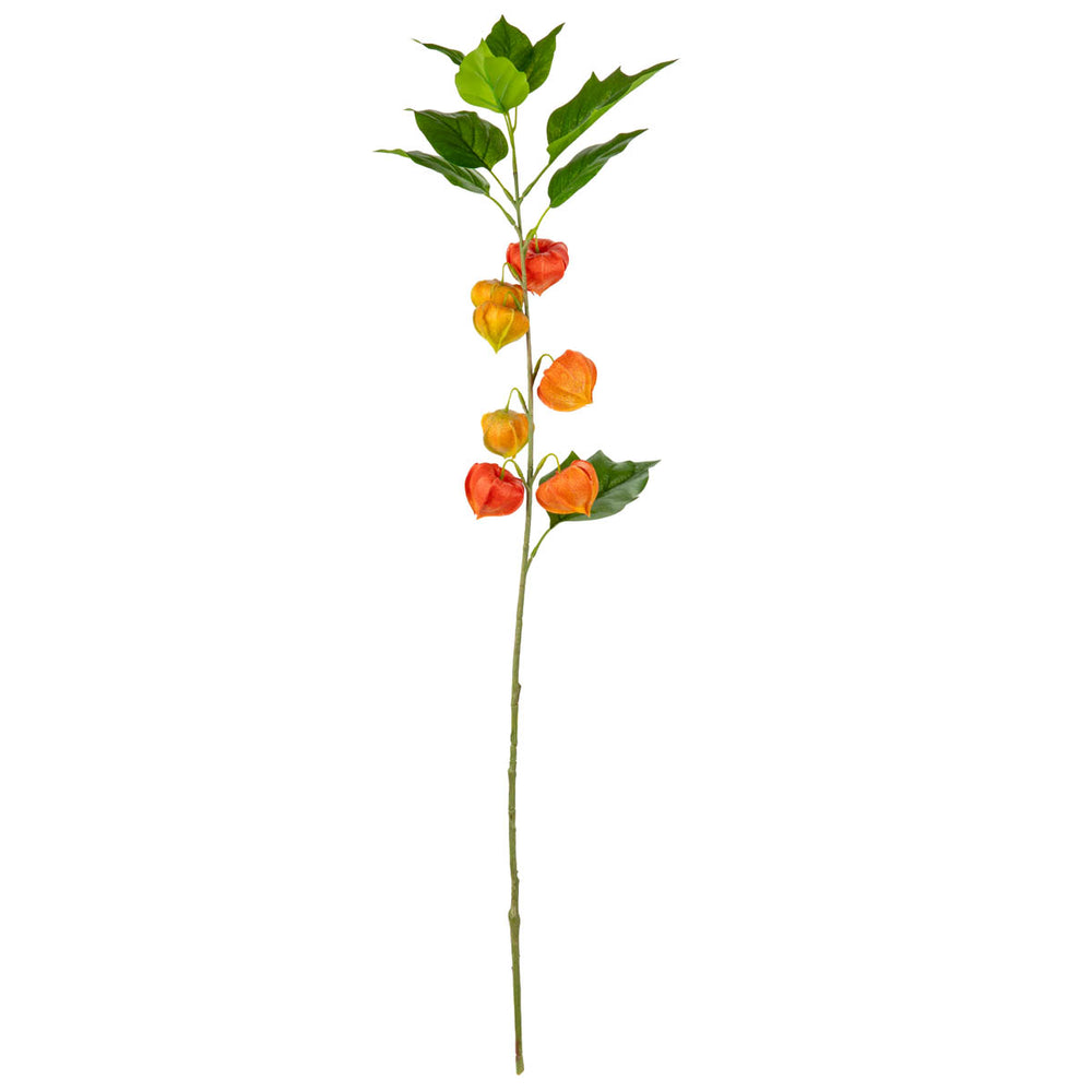Chinese Lantern Stem Orange image 0