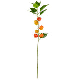 Chinese Lantern Stem Orange image 0