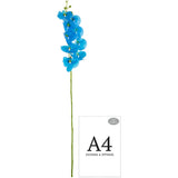 Phalaenopsis Orchid x 9 Bubblegum Blue image 2