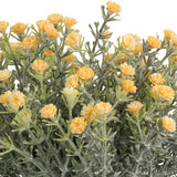 Mini Open Gypsophilia Bunch x 6 Yellow 33cm image 1