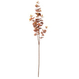 Eucalyptus Stem Brown image 0