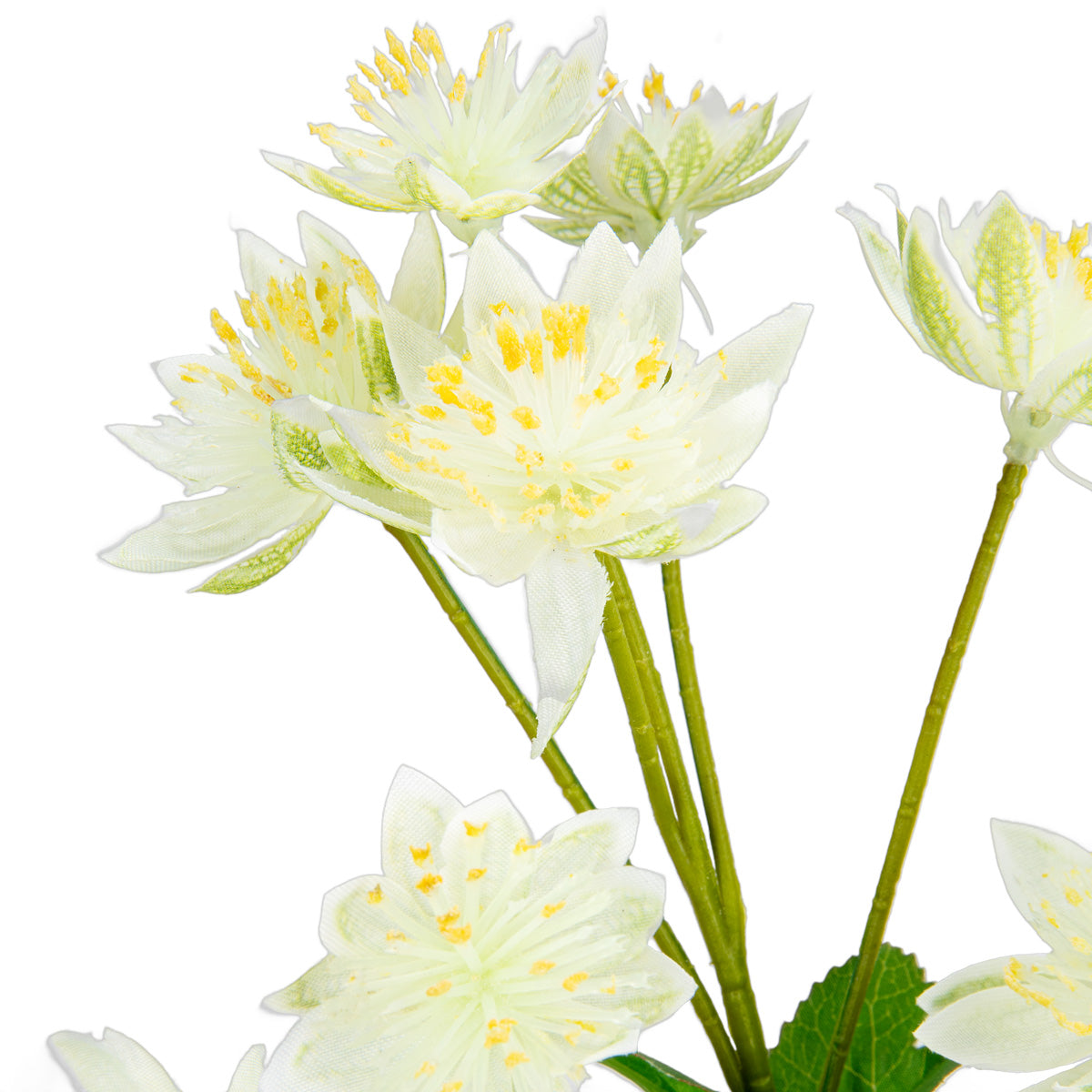 Astrantia Spray 61cm Cream image 1