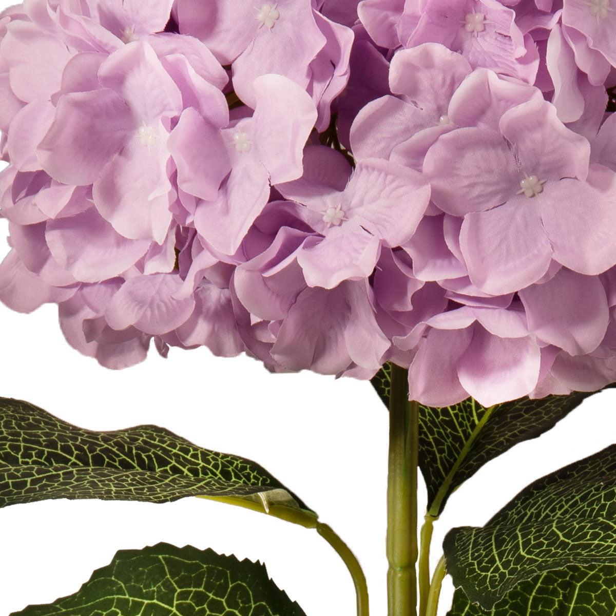 Large Head Hydrangea Pastel Lilac image 3