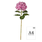 Large Head Hydrangea Two Tone Pink image 1