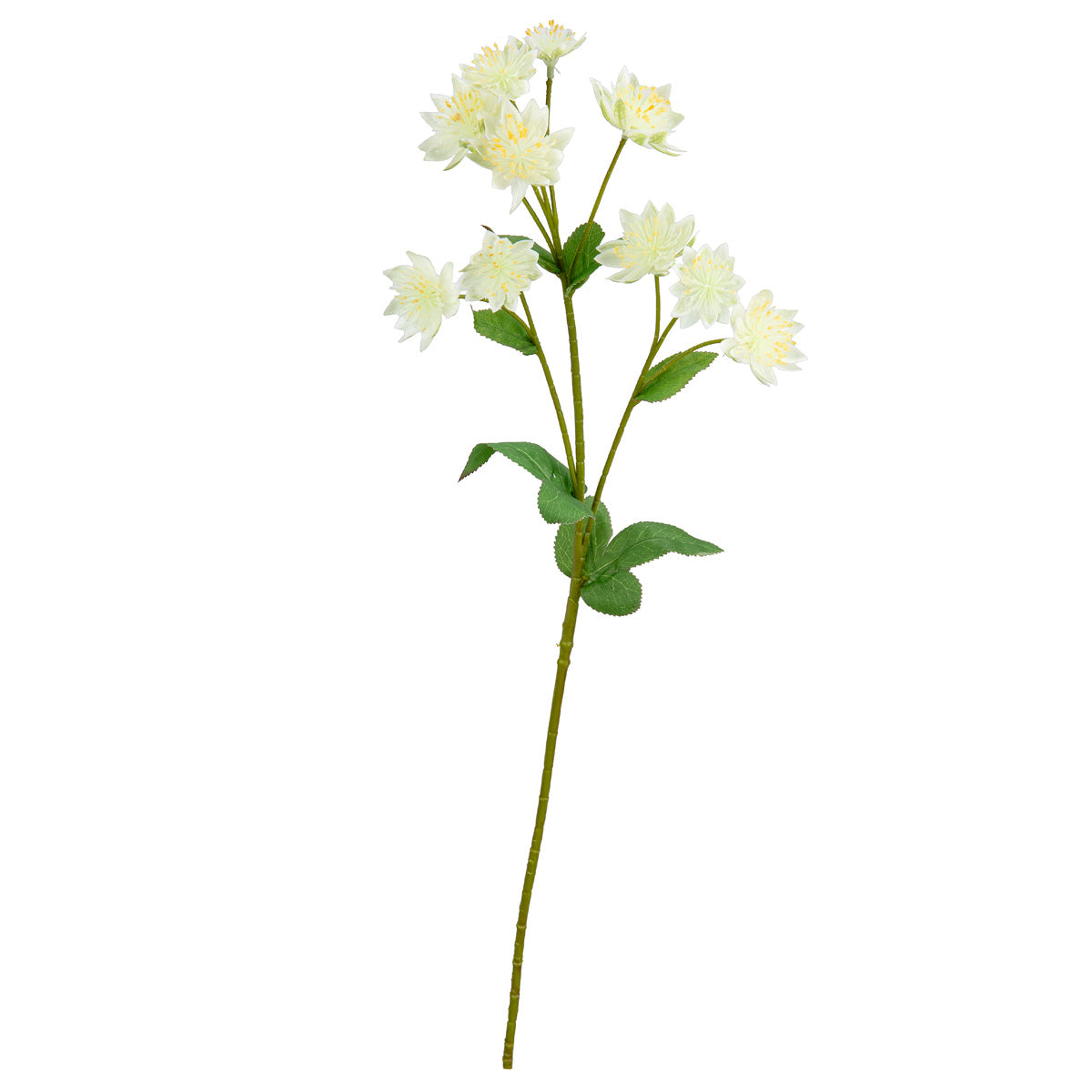 Astrantia Spray 61cm Cream image 3