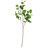 Eucalyptus leaf with fruit image 0