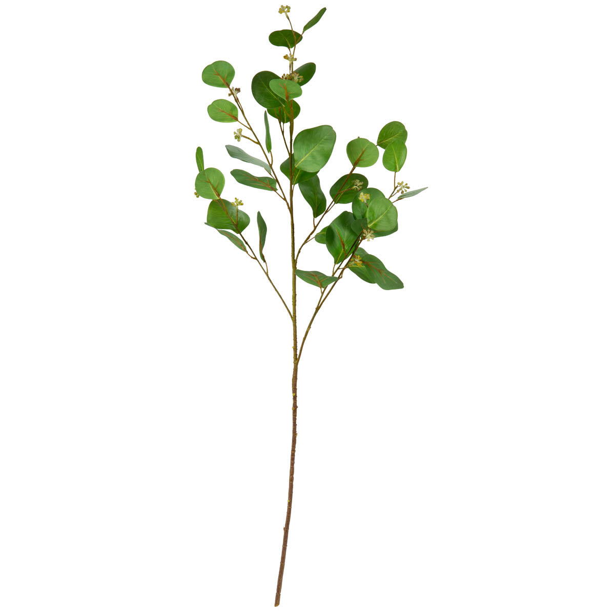 Eucalyptus leaf with fruit image 0