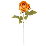 Dry Image Rose Honey Sunset image 1
