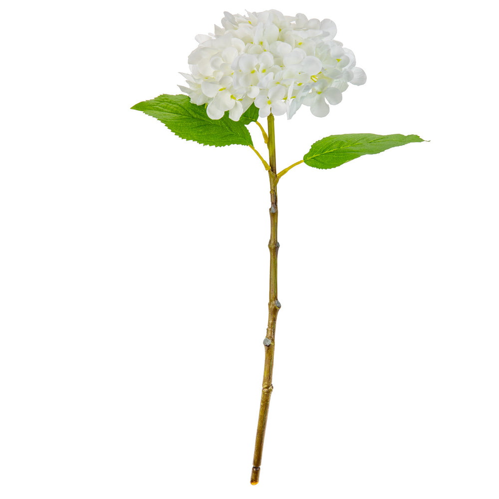 Small Head Hydrangea Pure White image 0