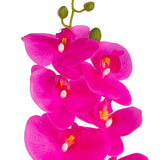 Phalaenopsis Orchid x 9 Fuchsia image 1