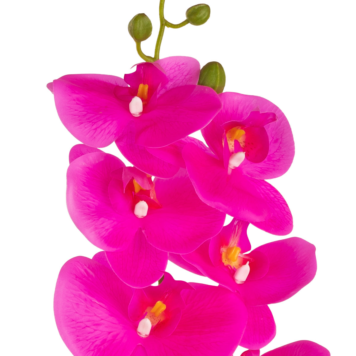 Phalaenopsis Orchid x 9 Fuchsia image 1