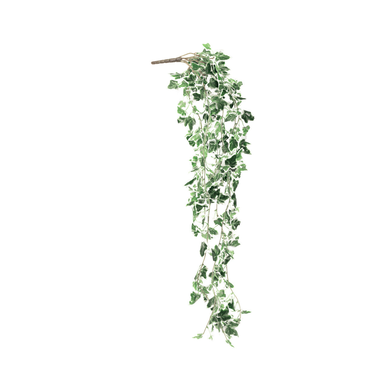 Hanging Ivy Bush Variegated image 1