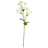 Astrantia Spray 61cm Cream image 0