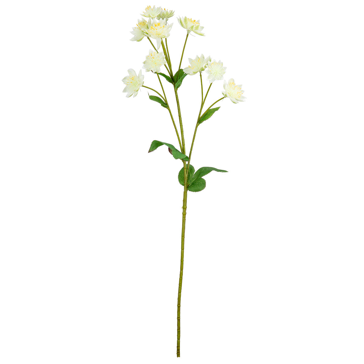 Astrantia Spray 61cm Cream image 0