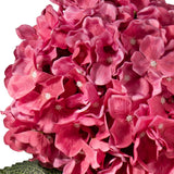 Large Head Hydrangea Fuchsia image 2