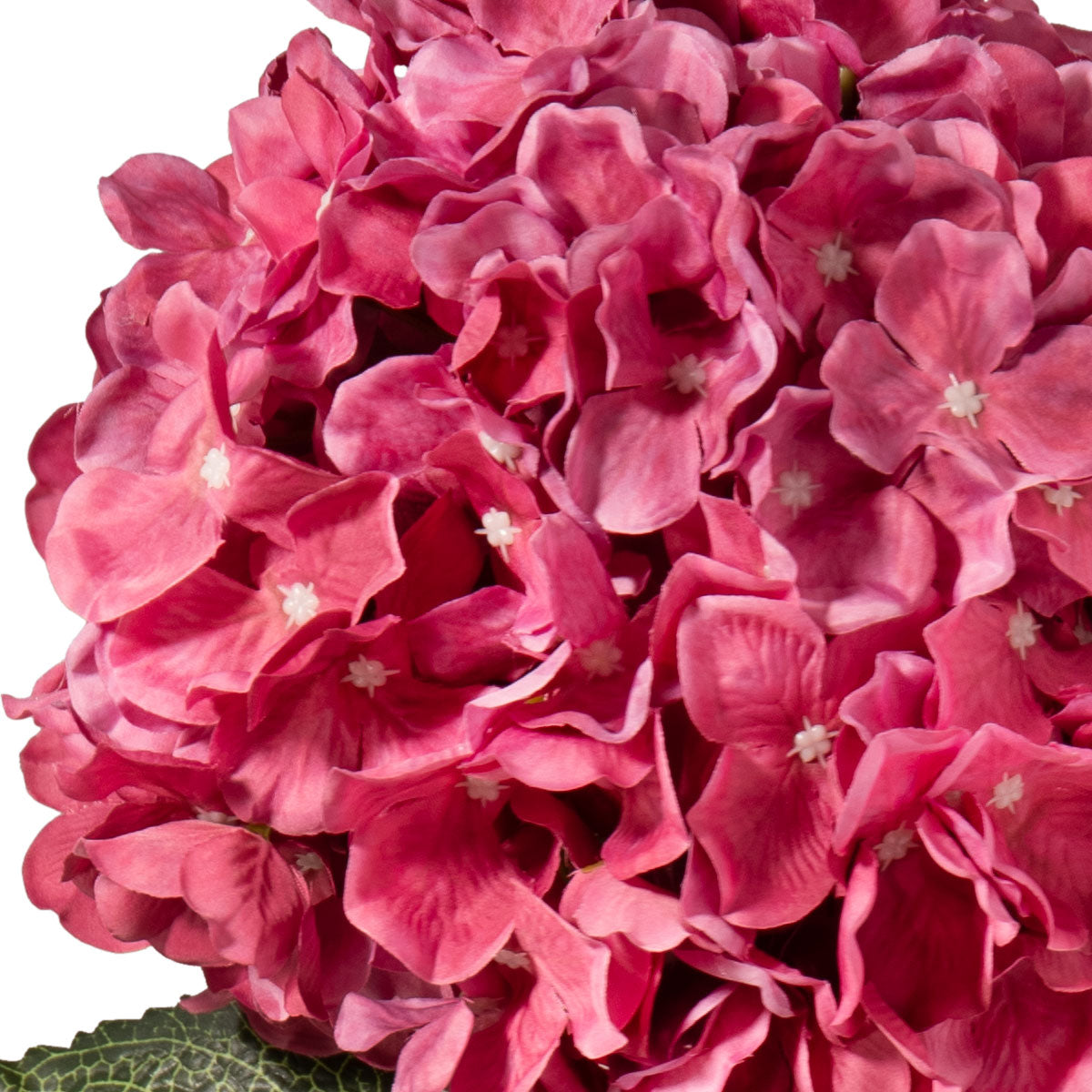 Large Head Hydrangea Fuchsia image 2