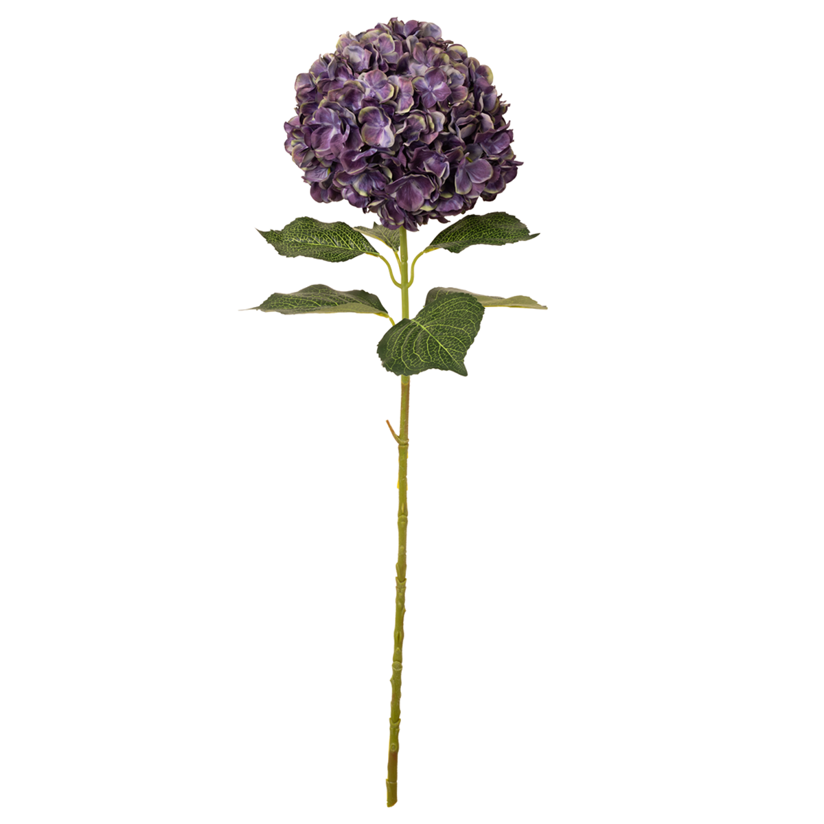Large Head Hydrangea Blueberry image 0
