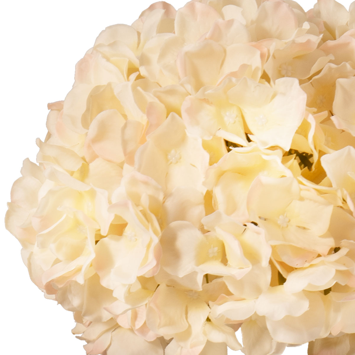 Large Head Hydrangea Cream/Pink image 2