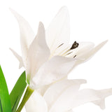 Lily Bush x 7 Flowers, 1 Bud & 9 Leaves White image 2