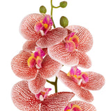 Phalaenopsis Orchid x 9 Raspberry Ripple image 1