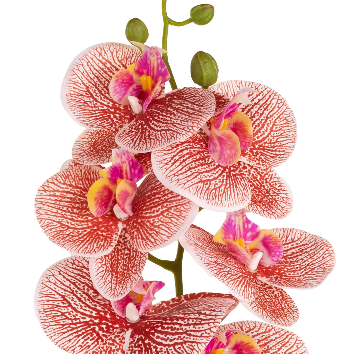 Phalaenopsis Orchid x 9 Raspberry Ripple image 1