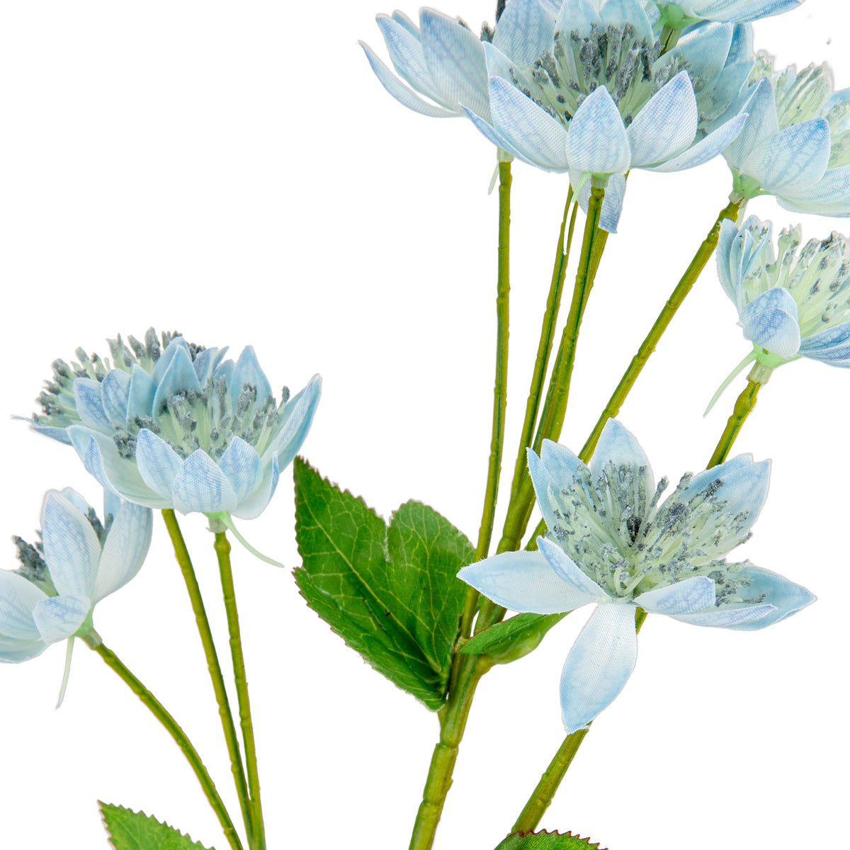 Astrantia Spray 61cm Blue image 1