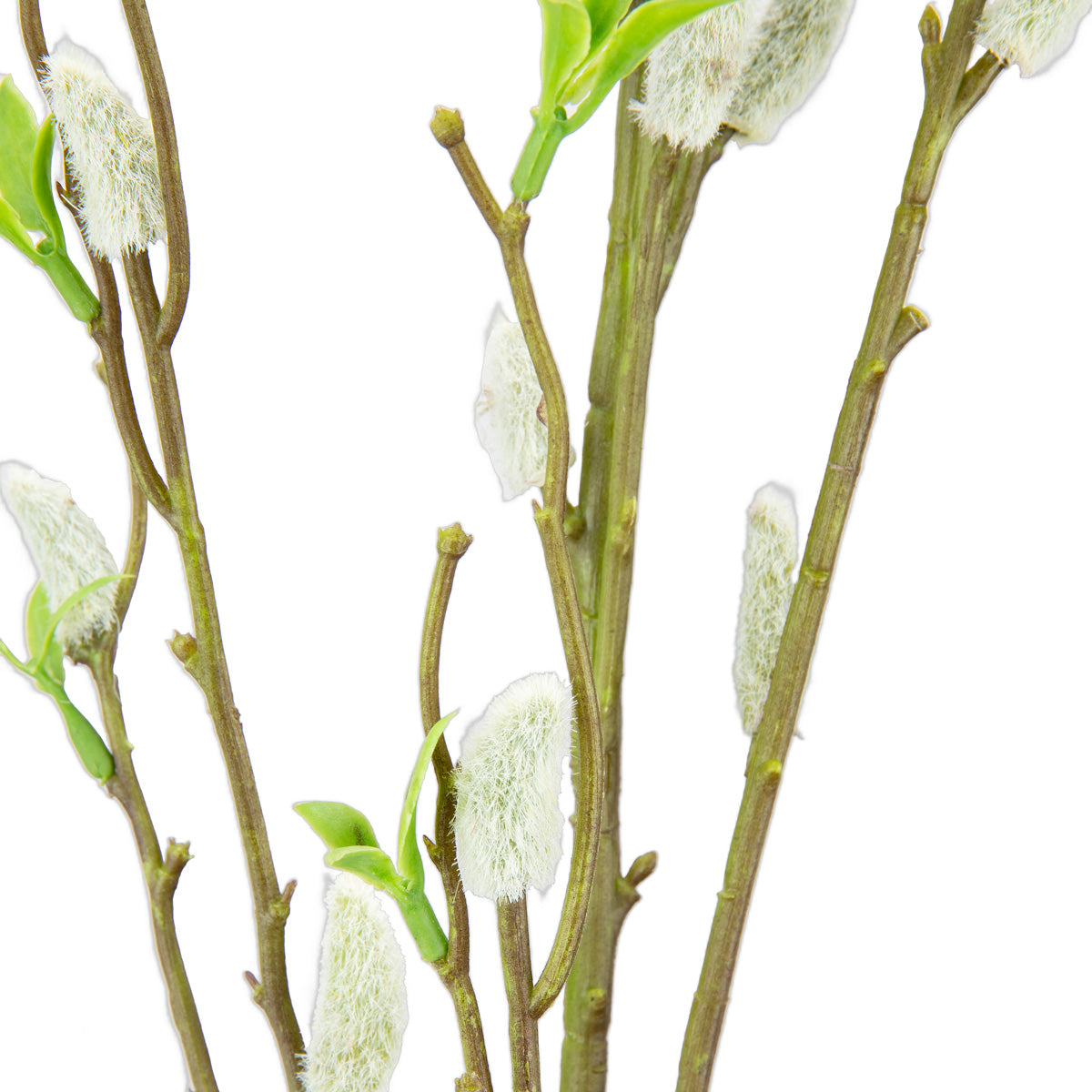 Pussy Willow Spray image 1