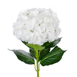 Large Head Hydrangea White image 1