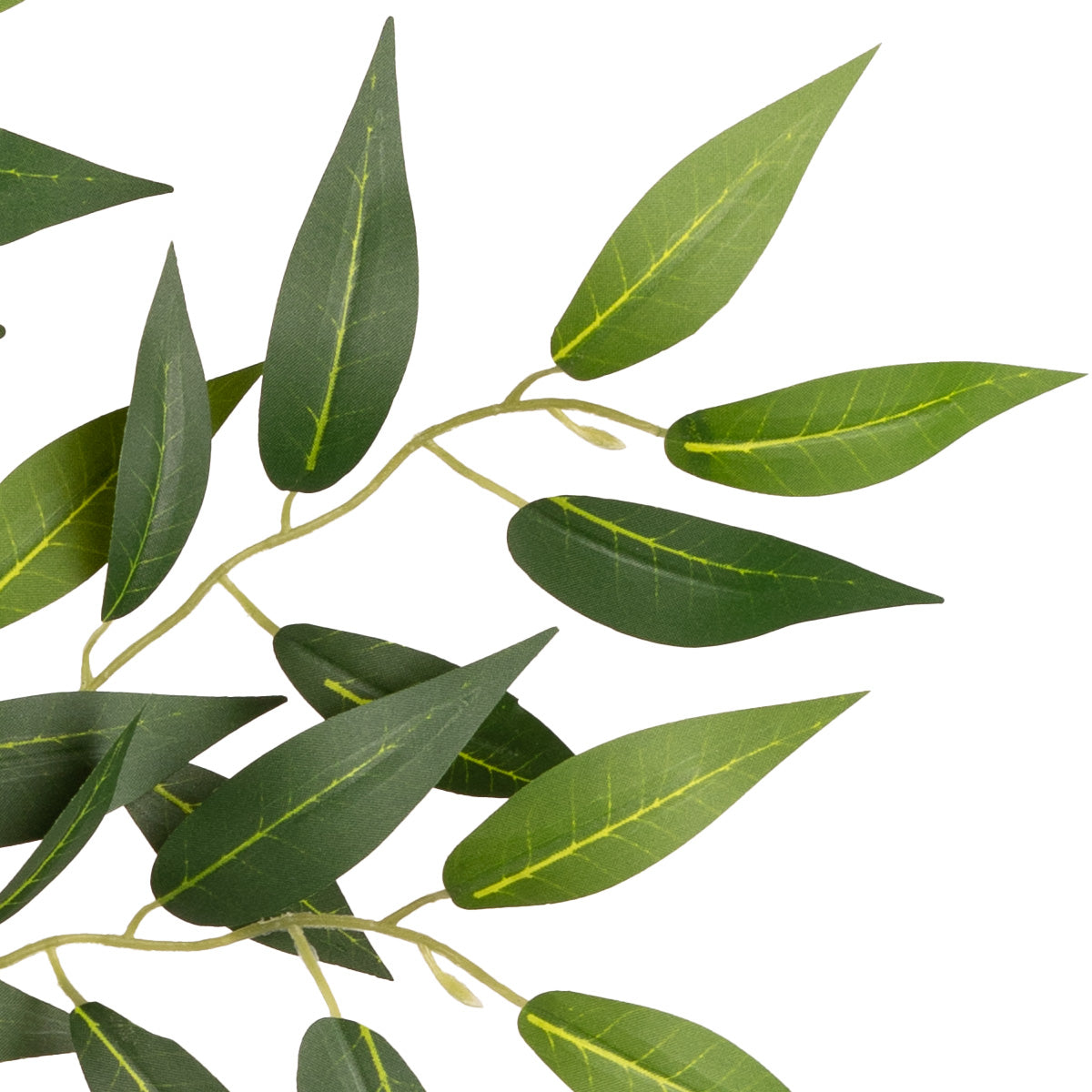 Ruscus Spray image 2
