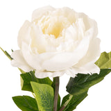 Aurora Peony x 1 White image 2
