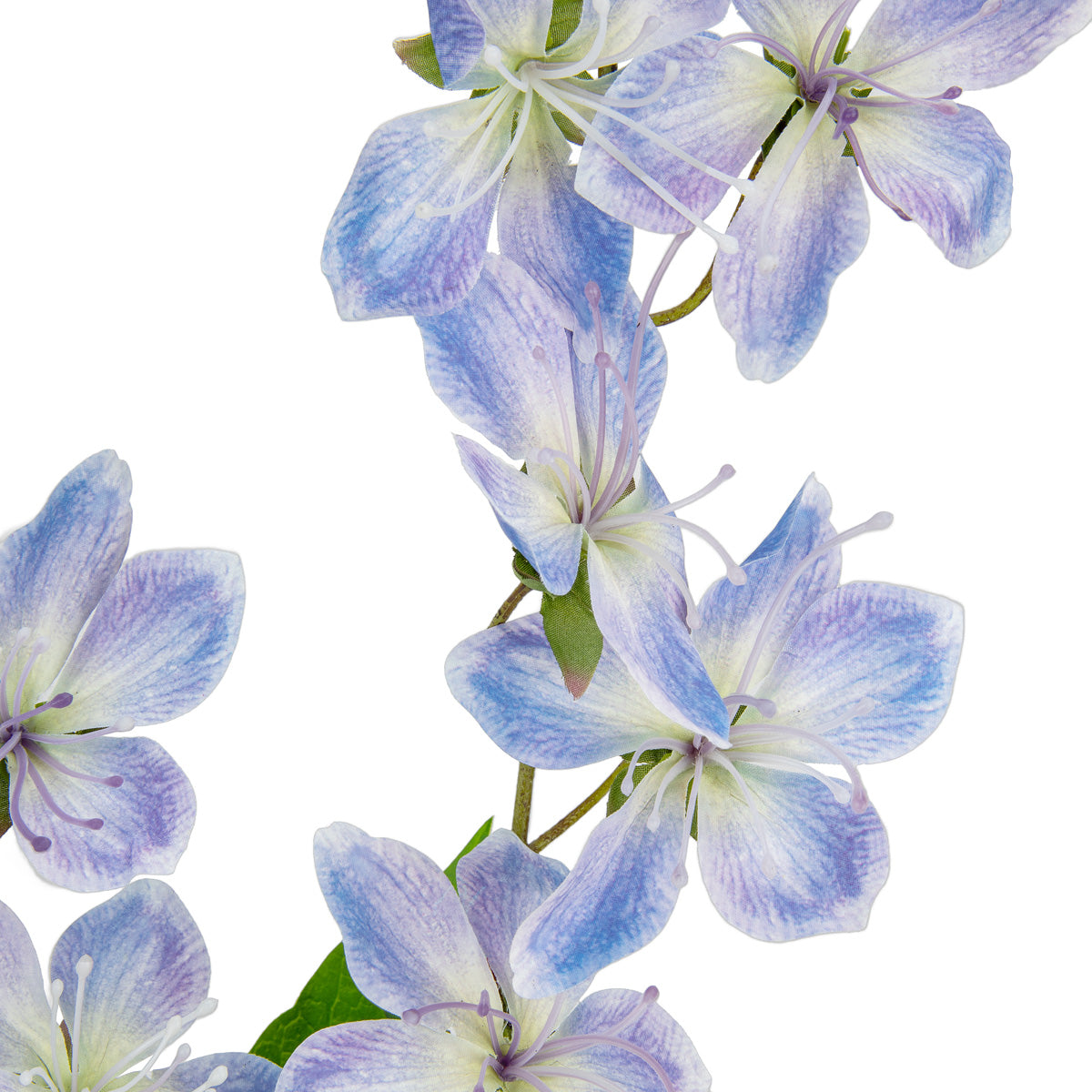 Clematis Spray x 2 Blue image 1