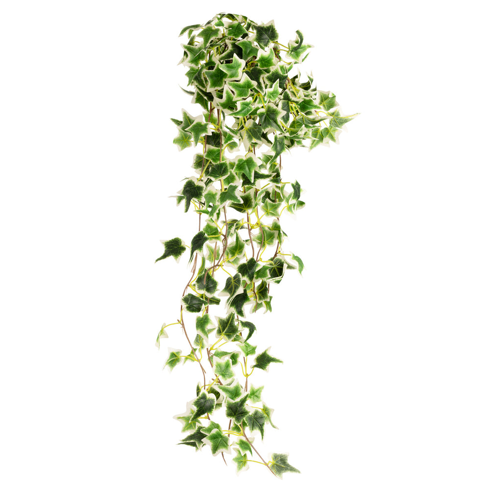 Hanging Ivy Bush Variegated image 0