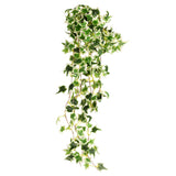 Hanging Ivy Bush Variegated image 0