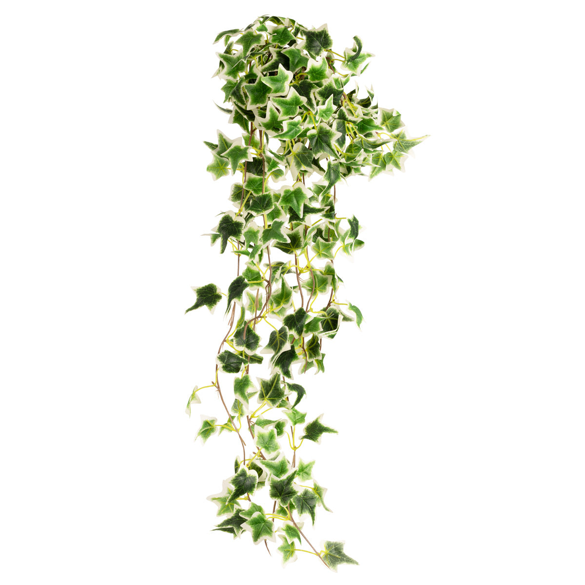Hanging Ivy Bush Variegated image 0