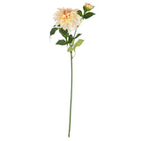 Orlando Dahlia Spray x 2 Champagne image 0