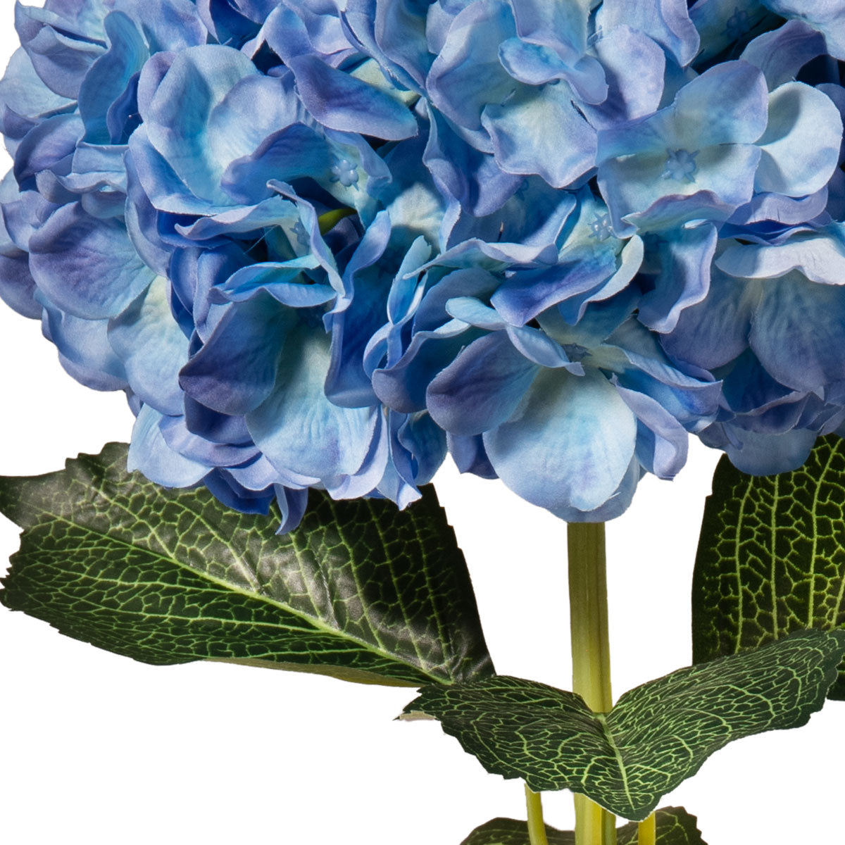 Large Head Hydrangea Blue image 2