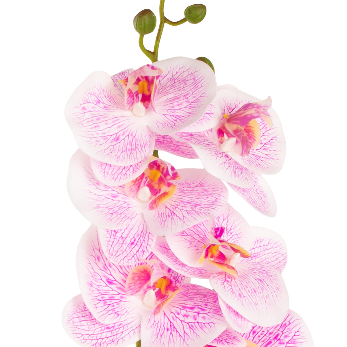 Phalaenopsis Orchid x 9 White Pink image 1
