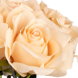 Eugenie Rose Bunch x 6 Nude image 2